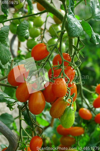 Image of tomatoes plant background