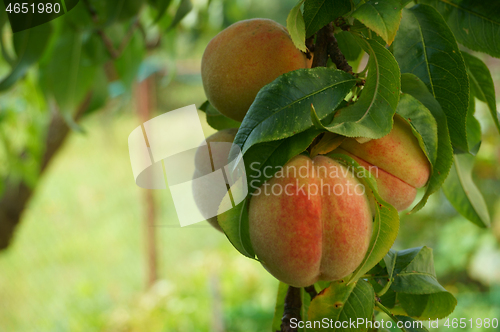 Image of peach tree detail