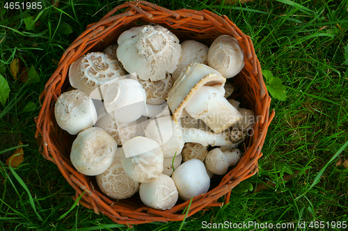Image of fresh champignon mushrooms