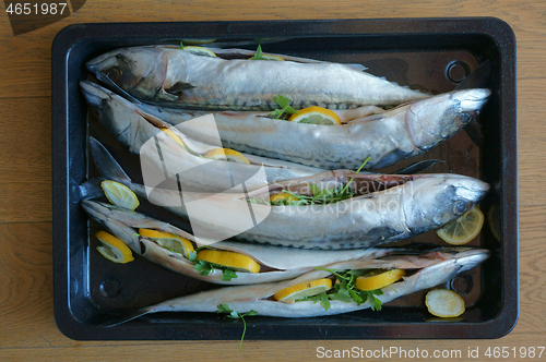 Image of raw mackerel fish background