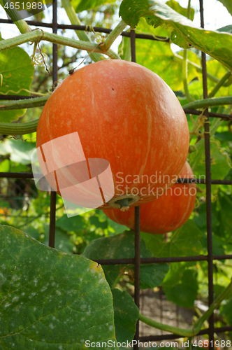 Image of hokaido pumpkin plant