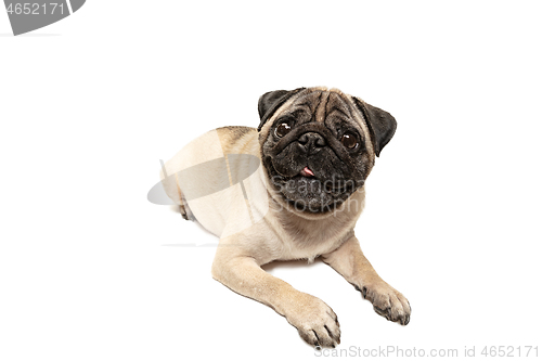 Image of Cute pet dog pug breed sitting and smile with happiness feeling