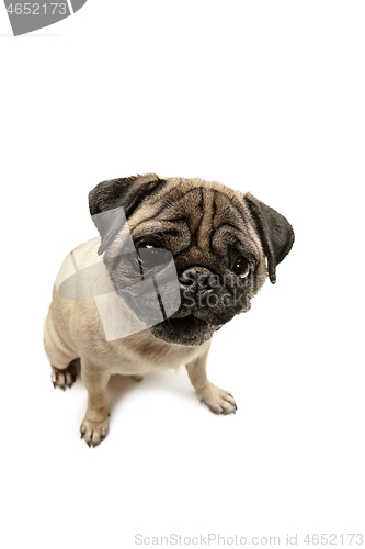 Image of Cute pet dog pug breed sitting and smile with happiness feeling