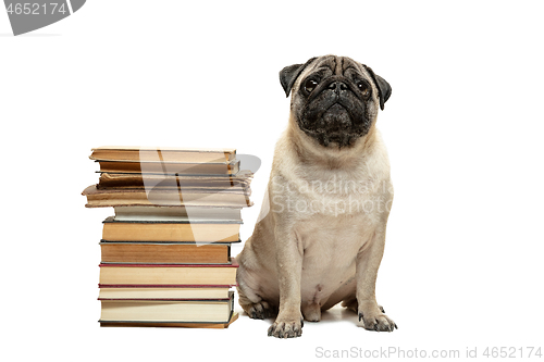 Image of smart intelligent pug puppy dog sitting down between piles of books, on white background