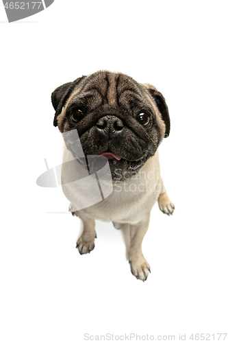 Image of Cute pet dog pug breed sitting and smile with happiness feeling