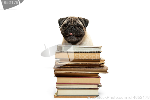 Image of smart intelligent pug puppy dog sitting down between piles of books, on white background