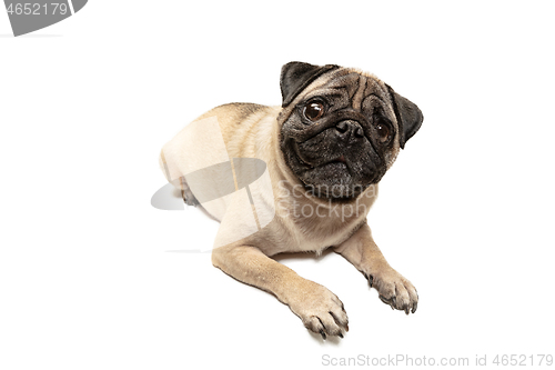 Image of Cute pet dog pug breed sitting and smile with happiness feeling