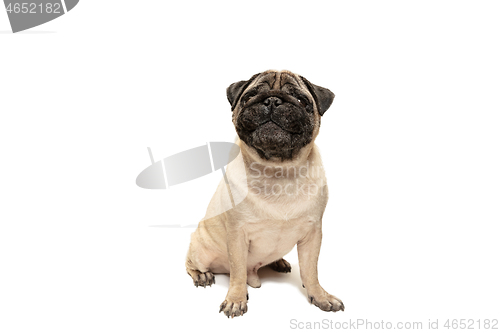 Image of Cute pet dog pug breed sitting and smile with happiness feeling