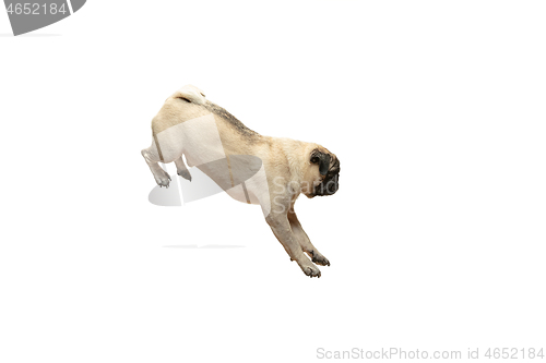 Image of Cute pet dog pug breed jumping with happiness feeling