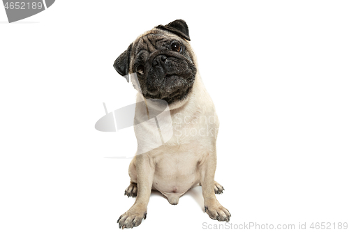 Image of Cute pet dog pug breed sitting and smile with happiness feeling