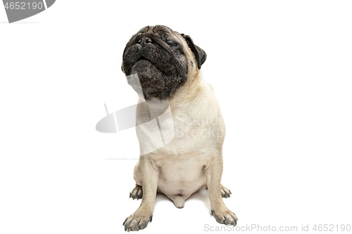 Image of Cute pet dog pug breed sitting and smile with happiness feeling