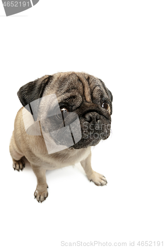 Image of Cute pet dog pug breed sitting and smile with happiness feeling