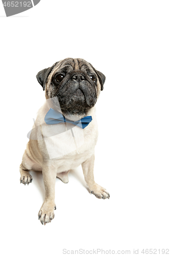 Image of Cute pet dog pug breed sitting and smile with happiness feeling