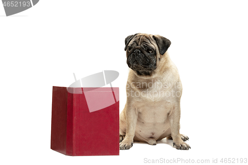 Image of smart intelligent pug puppy dog sitting down between piles of books, on white background