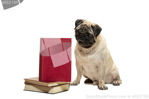 Image of smart intelligent pug puppy dog sitting down between piles of books, on white background