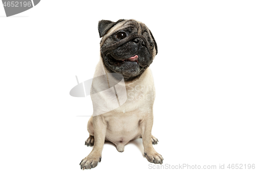 Image of Cute pet dog pug breed sitting and smile with happiness feeling