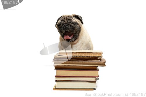 Image of smart intelligent pug puppy dog sitting down between piles of books, on white background