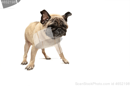 Image of Cute pet dog pug breed sitting and smile with happiness feeling