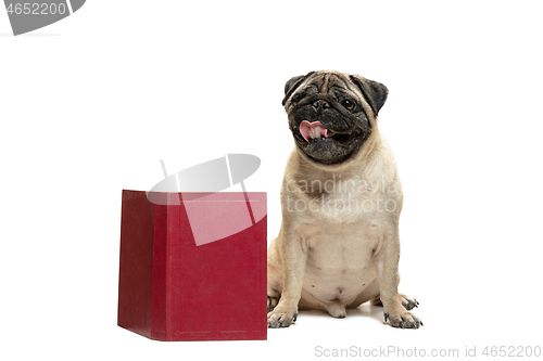 Image of smart intelligent pug puppy dog sitting down between piles of books, on white background