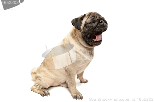 Image of Cute pet dog pug breed sitting and smile with happiness feeling