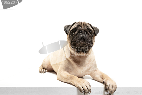 Image of Cute pet dog pug breed sitting and smile with happiness feeling