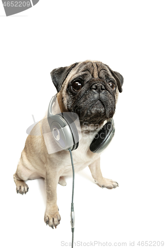 Image of dog listening to music. Pug Dog isolated on White Background