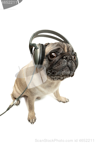 Image of dog listening to music. Pug Dog isolated on White Background