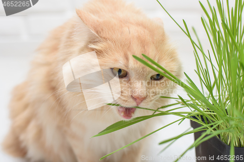 Image of Cat eagerly bites specially sprouted oats at home