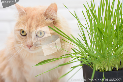 Image of A cat sits next to a pot of sprouted oats