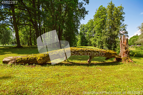 Image of Fallen tree on the lawn