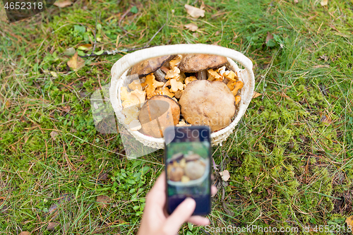 Image of woman photographing mushrooms by smartphone