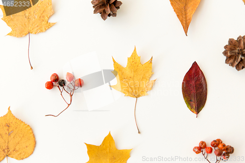 Image of dry autumn leaves, rowanberries and pine cones