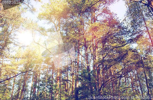 Image of mixed summer forest