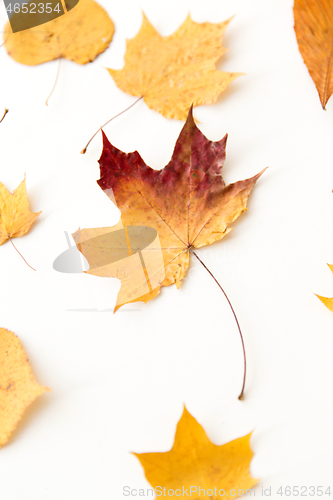 Image of dry fallen autumn leaves on white background