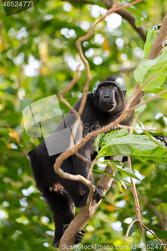 Image of endemic sulawesi monkey Celebes crested macaque