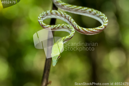 Image of green Asian Vine Snake (Ahaetulla prasina)