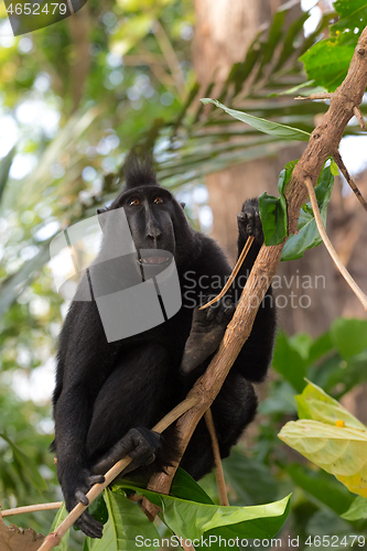 Image of endemic sulawesi monkey Celebes crested macaque