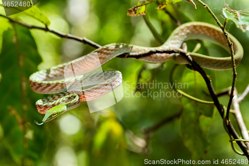 Image of green Asian Vine Snake (Ahaetulla prasina)