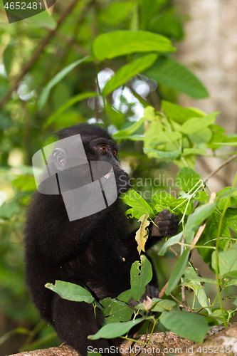 Image of endemic sulawesi monkey Celebes crested macaque