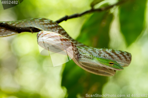Image of green Asian Vine Snake (Ahaetulla prasina)