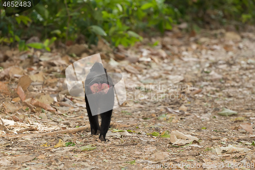 Image of endemic sulawesi monkey Celebes crested macaque