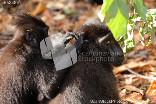 Image of sulawesi monkey Celebes crested macaque