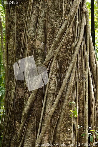 Image of massive tree is buttressed by roots Tangkoko Park