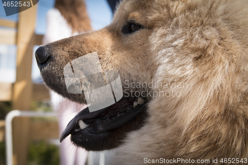 Image of Eurasier