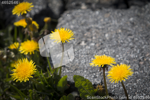 Image of Dandelion