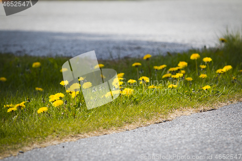 Image of Dandelion