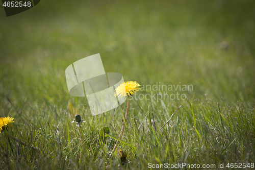 Image of Dandelion