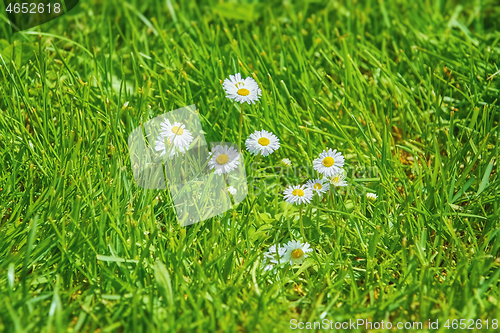Image of Camomile Flowers in Grass