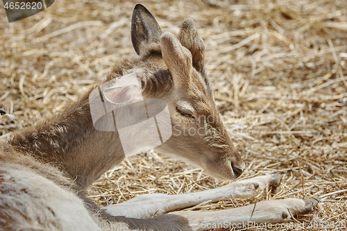 Image of Deer Rests on the Ground