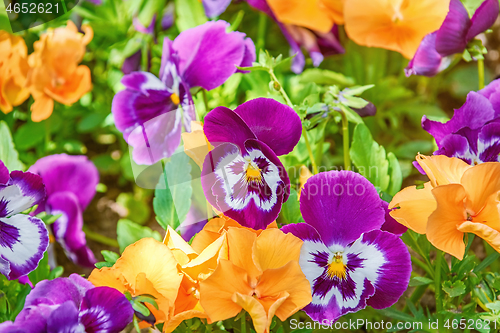 Image of Flower Bed with Pansies